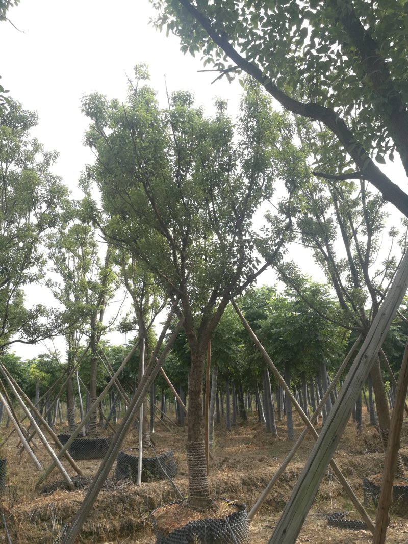 大量湖南益阳香樟出售，各种规格都有！！！