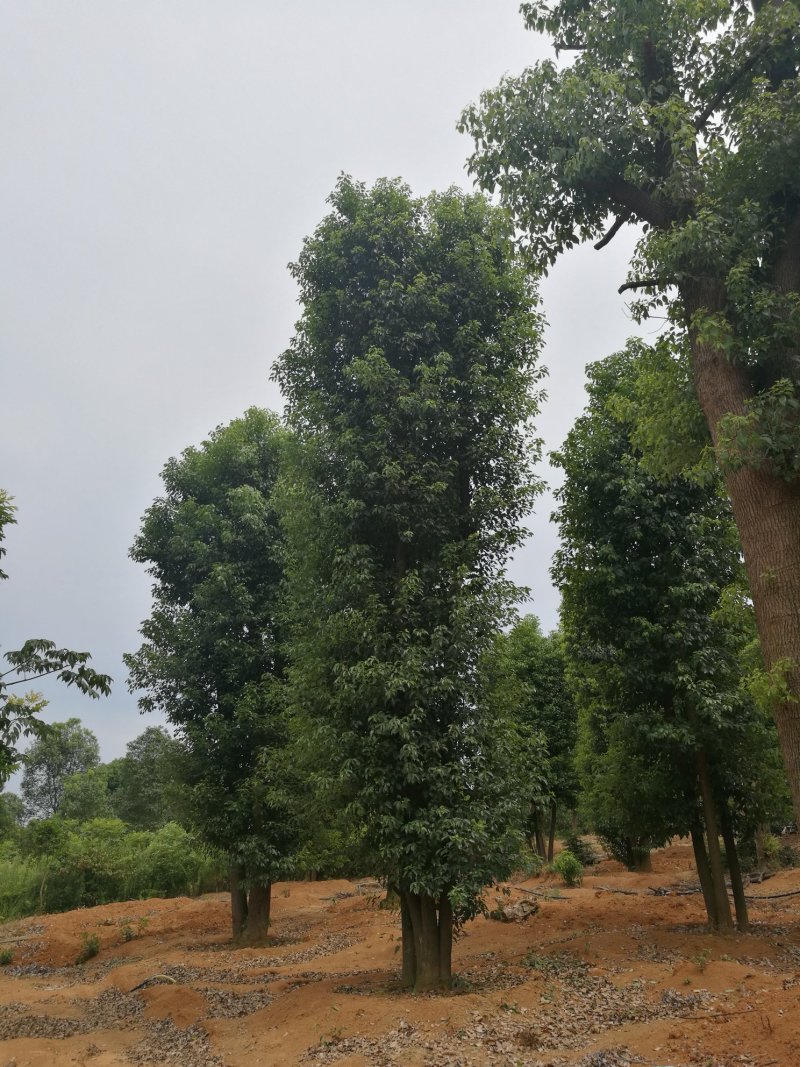 大量湖南益阳香樟出售，各种规格都有！！！