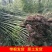 竹子苗小型罗汉竹苗室内紫竹苗庭院北方盆栽植物户外四季常青