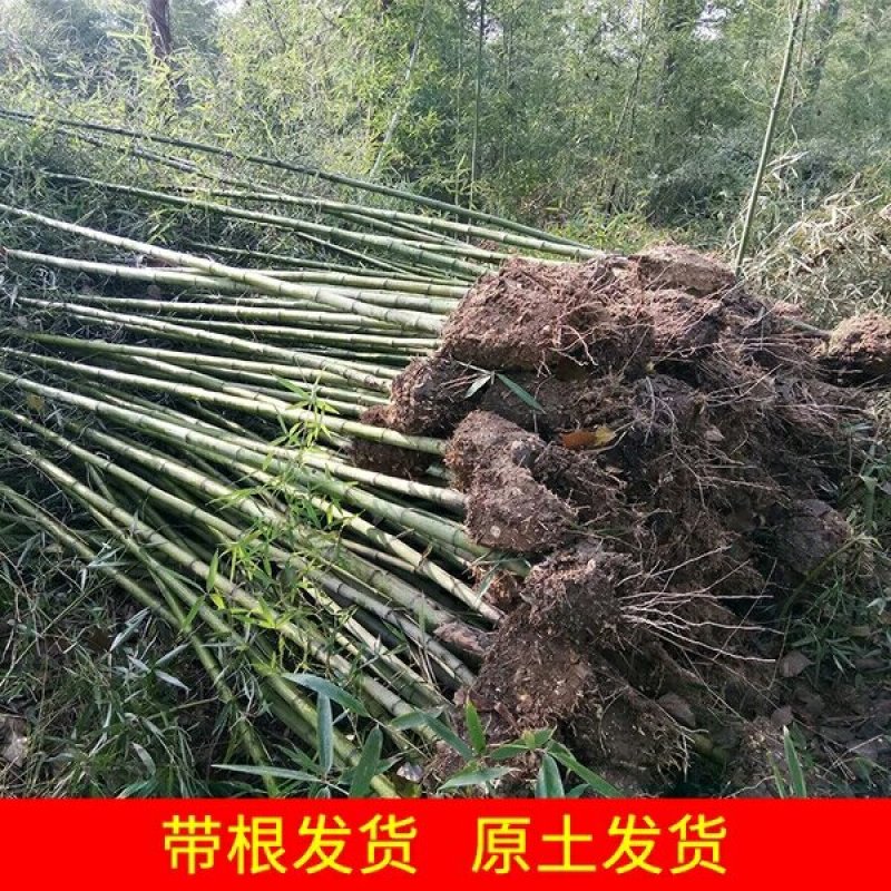 竹子苗小型罗汉竹苗室内紫竹苗庭院北方盆栽植物户外四季常青