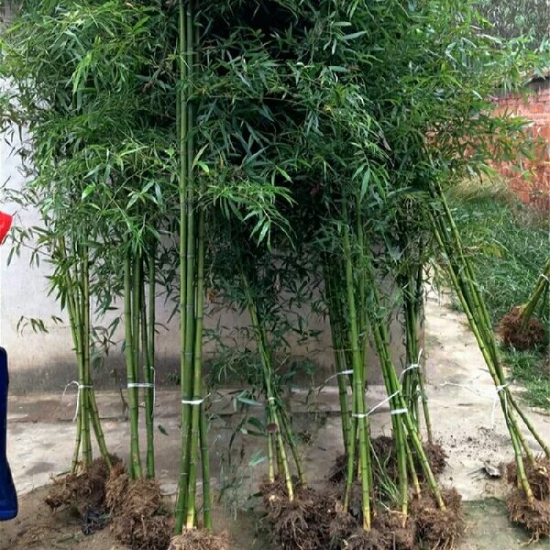 竹子苗小型罗汉竹苗室内紫竹苗庭院北方盆栽植物户外四季常青