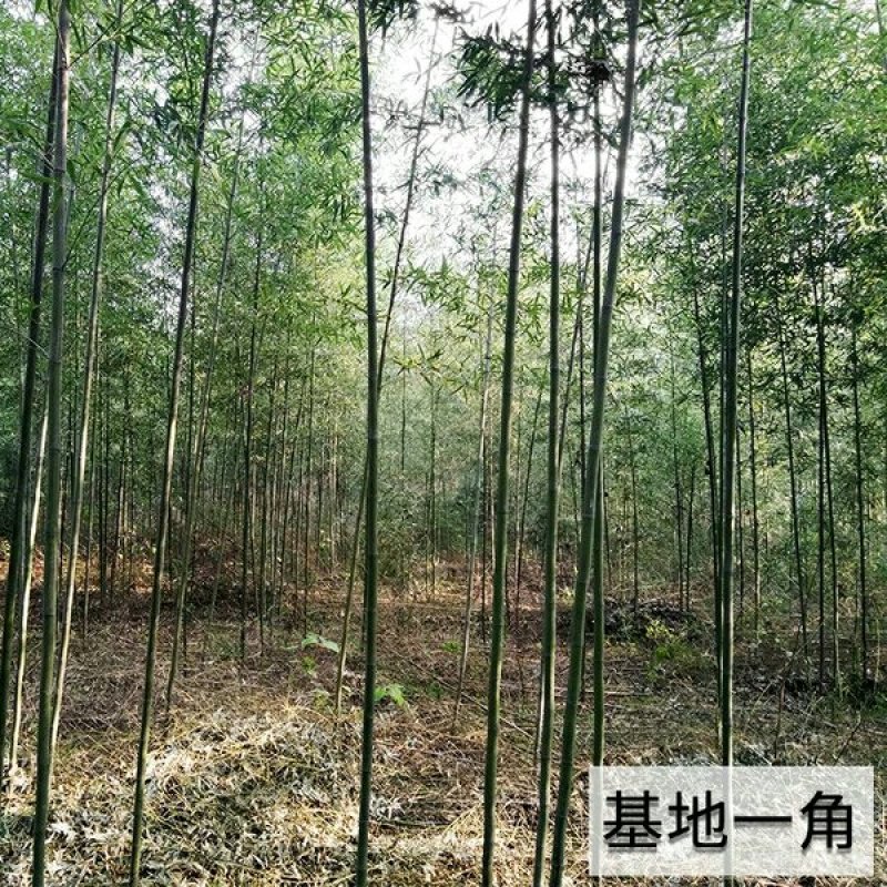 竹子苗小型罗汉竹苗室内紫竹苗庭院北方盆栽植物户外四季常青