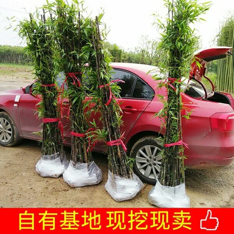 竹子苗小型罗汉竹苗室内紫竹苗庭院北方盆栽植物户外四季常青