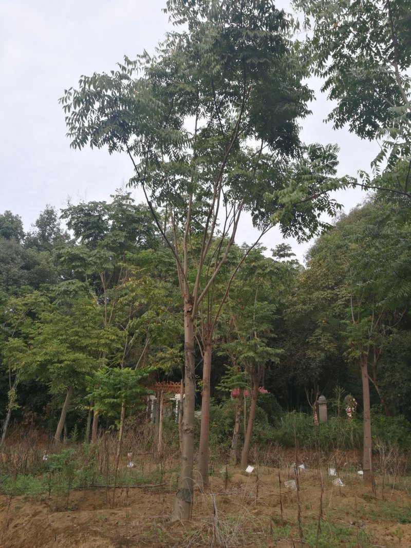 大量供应6-20公分全冠栾树，截杆发冒栾树。
