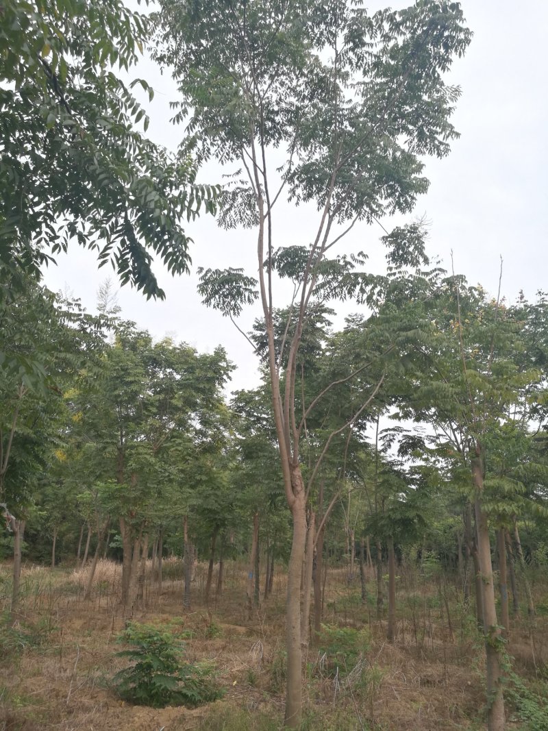 大量供应6-20公分全冠栾树，截杆发冒栾树。