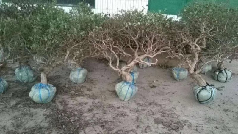 金银花树