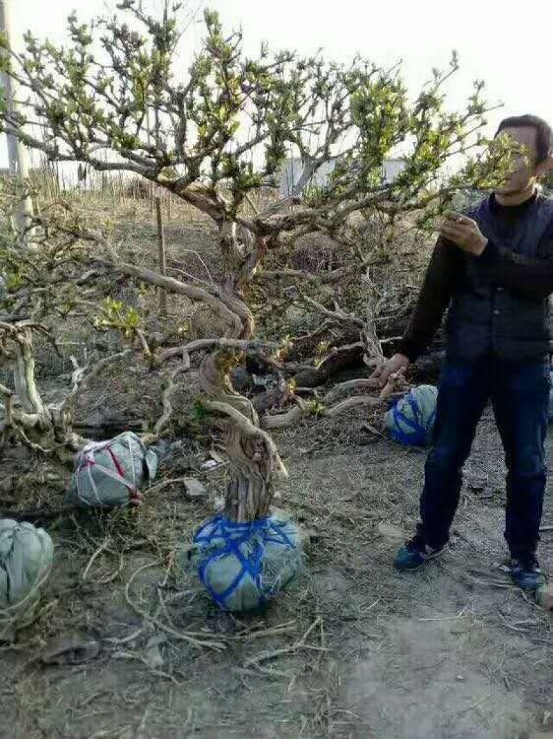 金银花树