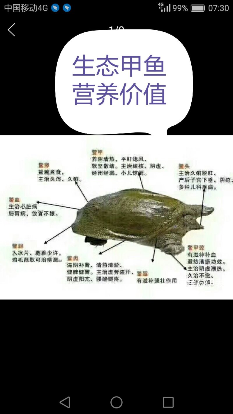 5年外塘冷水黄河鳖精品，不买您后悔