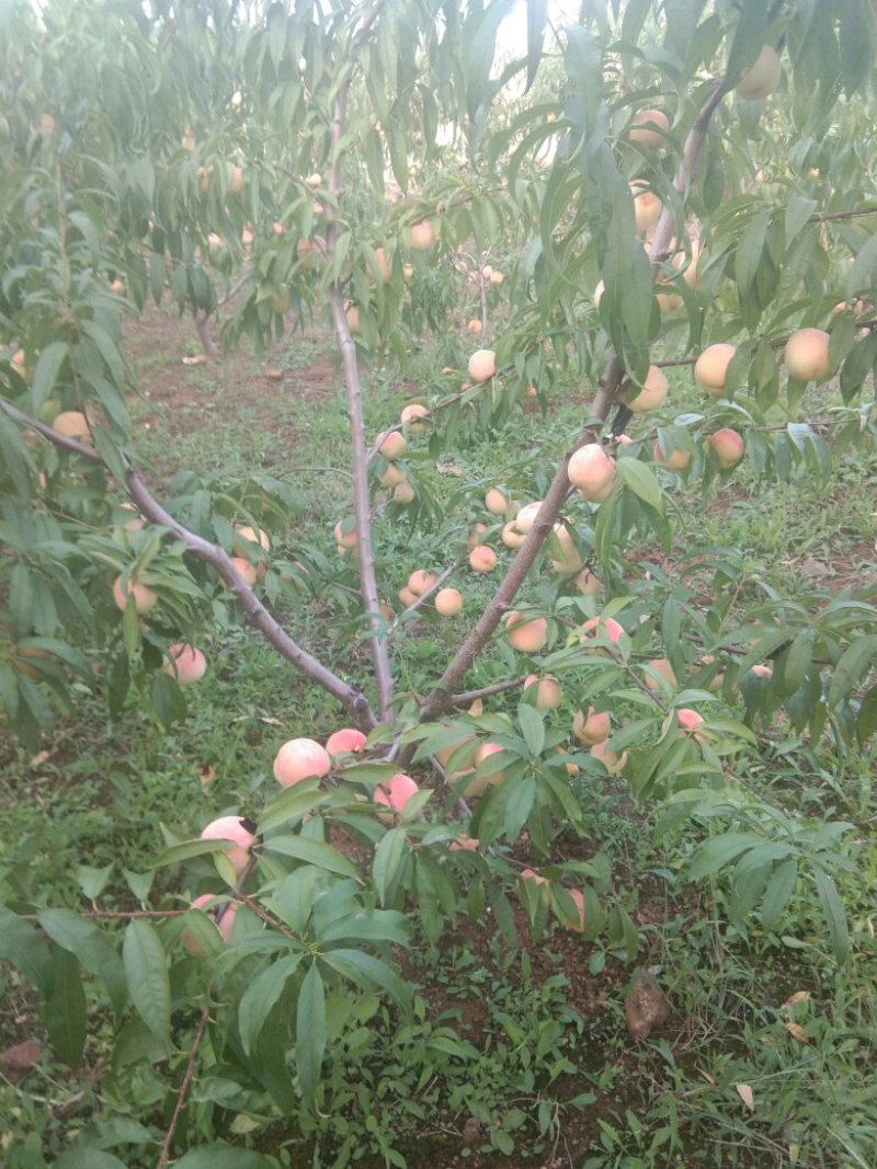 金秋红蜜