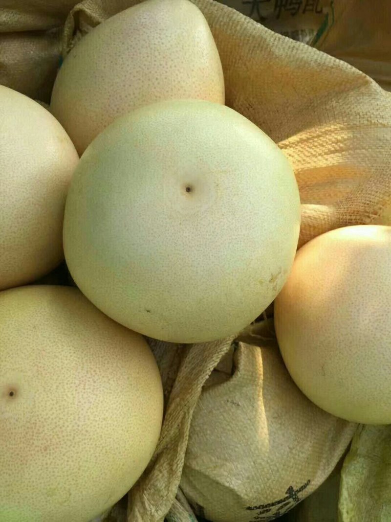 三红柚
