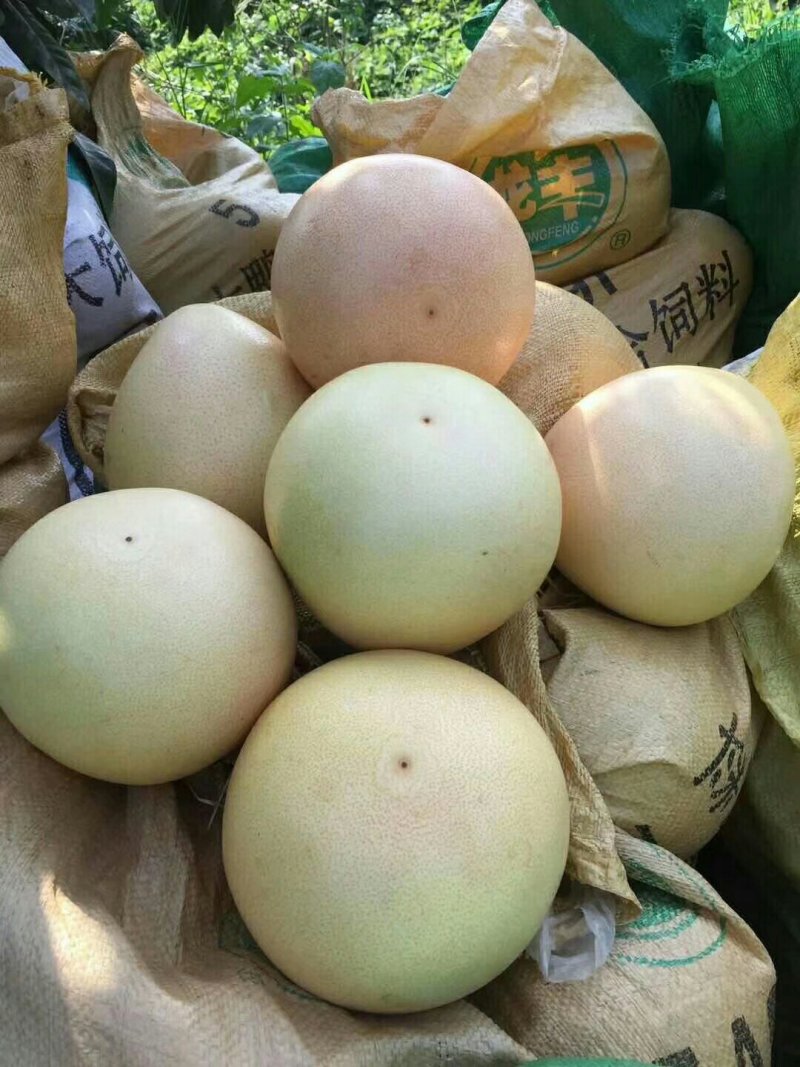 三红柚