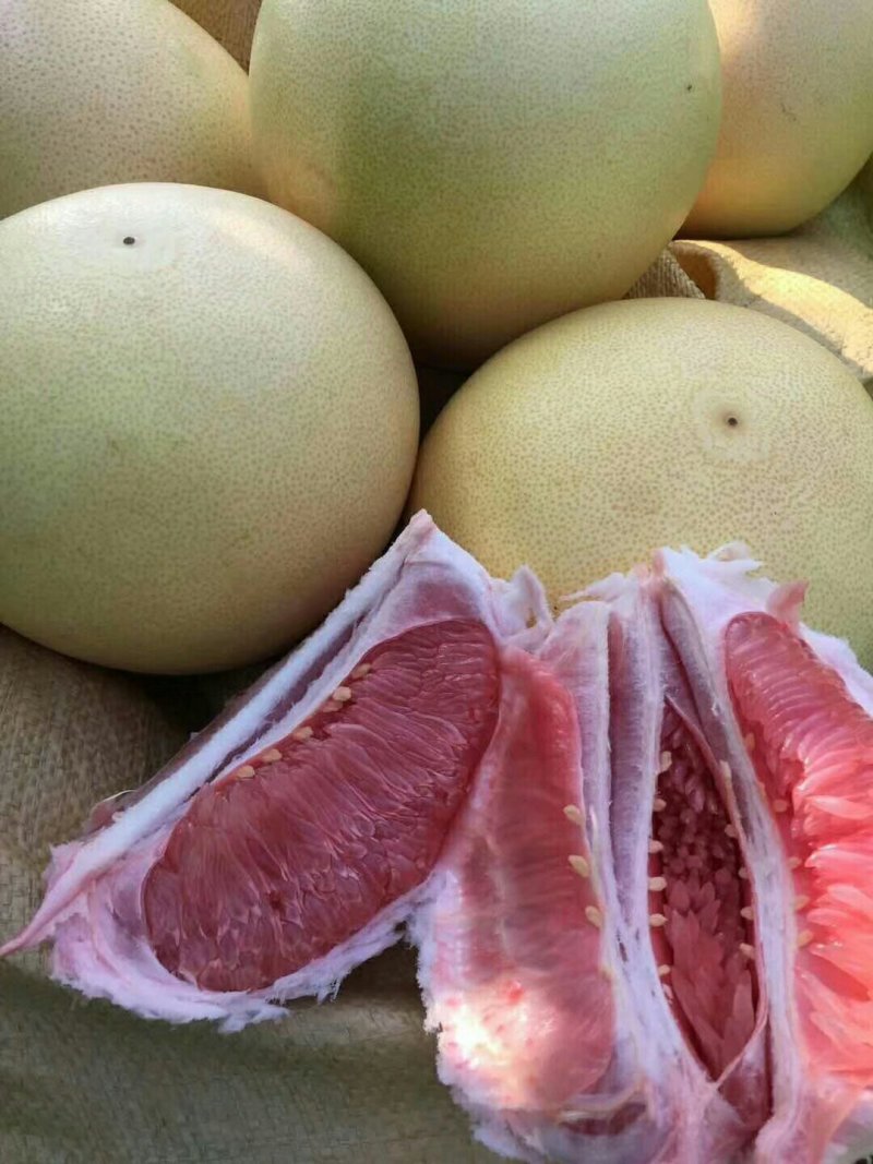 三红柚