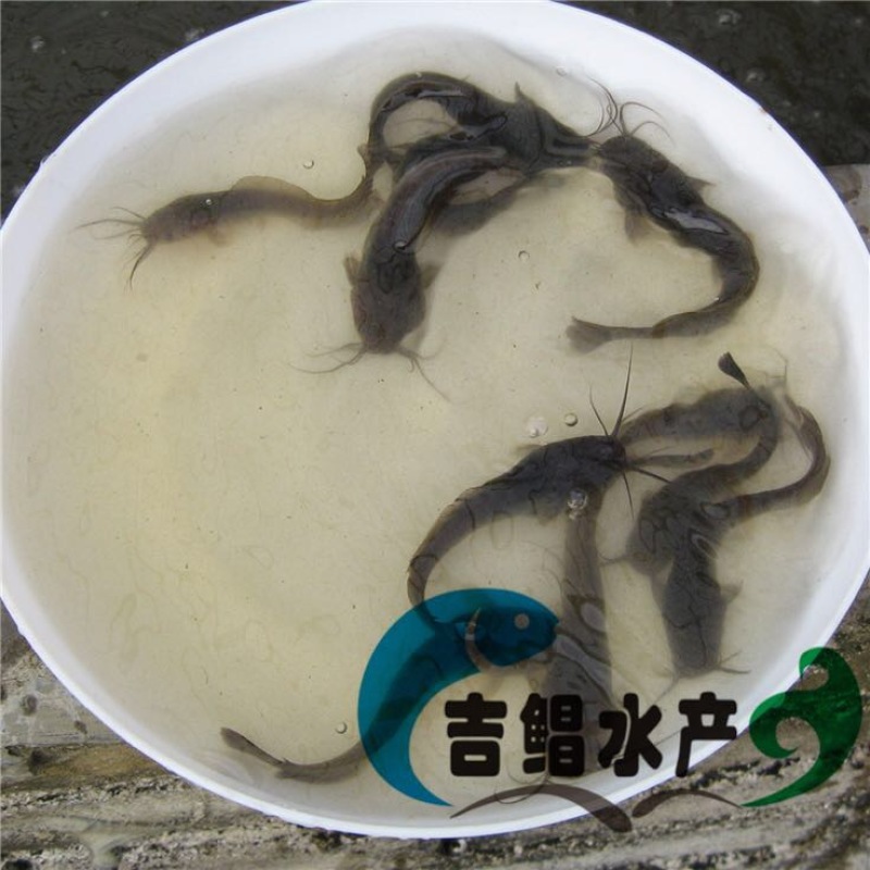 八须鲶鱼苗埃及塘虱鱼苗出售