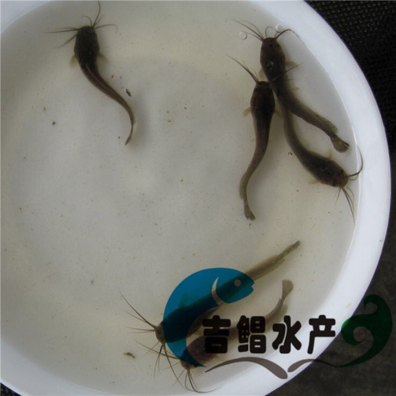 八须鲶鱼苗埃及塘虱鱼苗出售