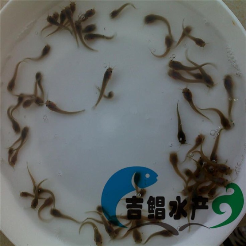 八须鲶鱼苗埃及塘虱鱼苗出售