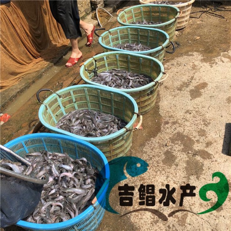 八须鲶鱼苗埃及塘虱鱼苗出售