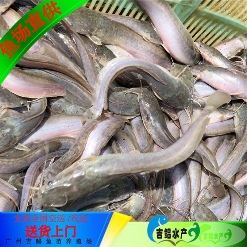 八须鲶鱼苗埃及塘虱鱼苗出售