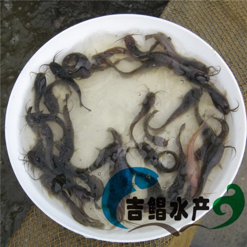 八须鲶鱼苗埃及塘虱鱼苗出售