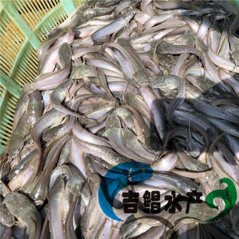 八须鲶鱼苗埃及塘虱鱼苗出售