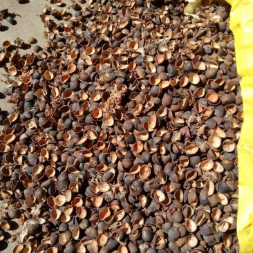 莲子壳