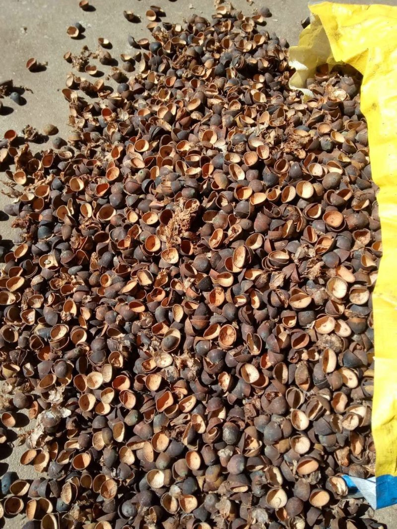莲子壳