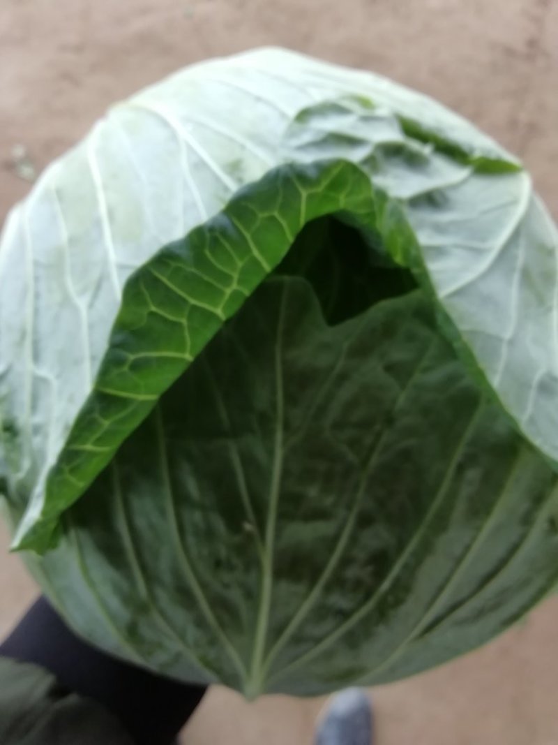 扁包甘蓝基地货个头均匀上货量大，专业码工