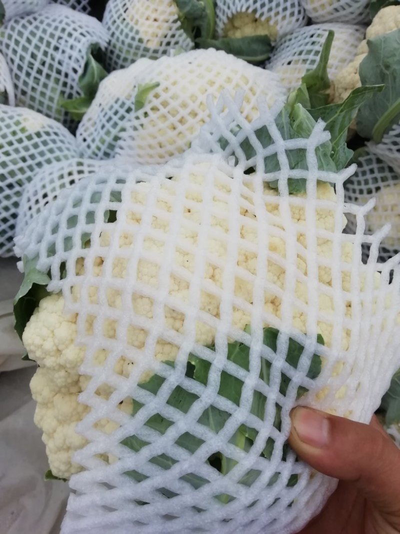 河南菜花基地适中乳白对接农户货源充足