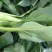 鸡毛菜