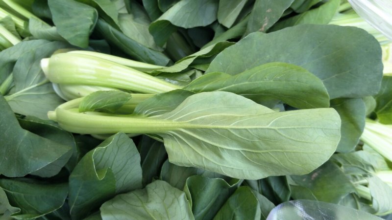 鸡毛菜