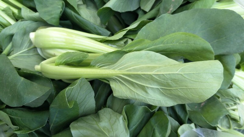 鸡毛菜
