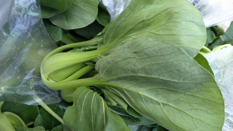 鸡毛菜