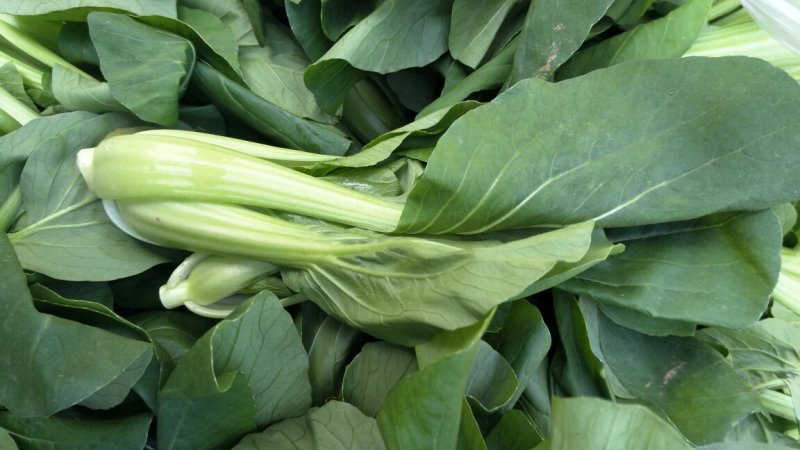 鸡毛菜