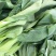 鸡毛菜