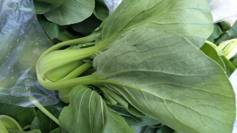 鸡毛菜
