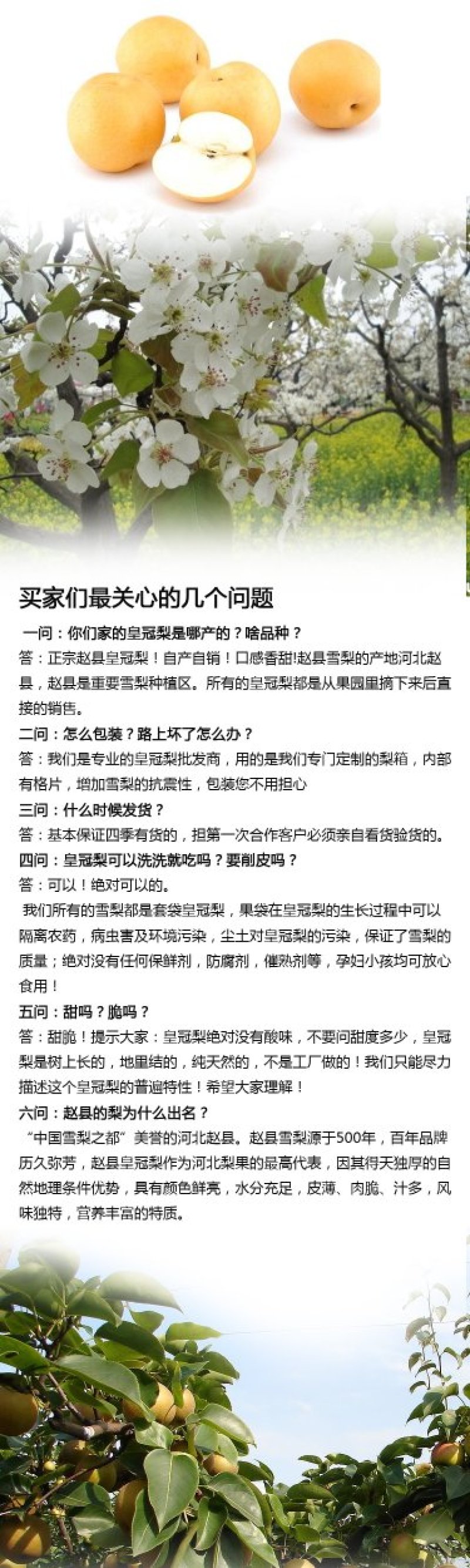 河北赵县鸭梨产地供货果型好颜色白