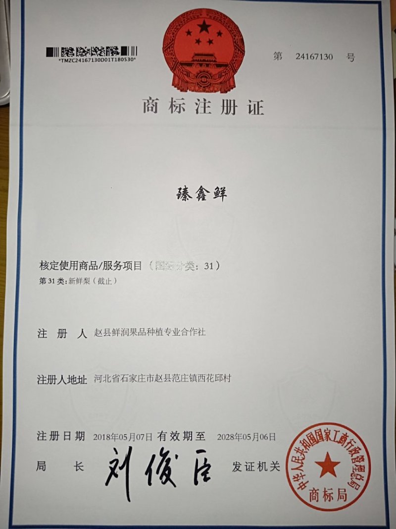 河北赵县鸭梨产地供货果型好颜色白