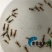 龙虾苗澳洲淡水龙虾苗