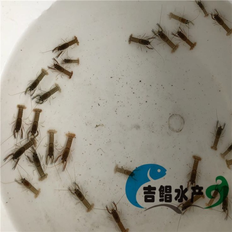 龙虾苗澳洲淡水龙虾苗