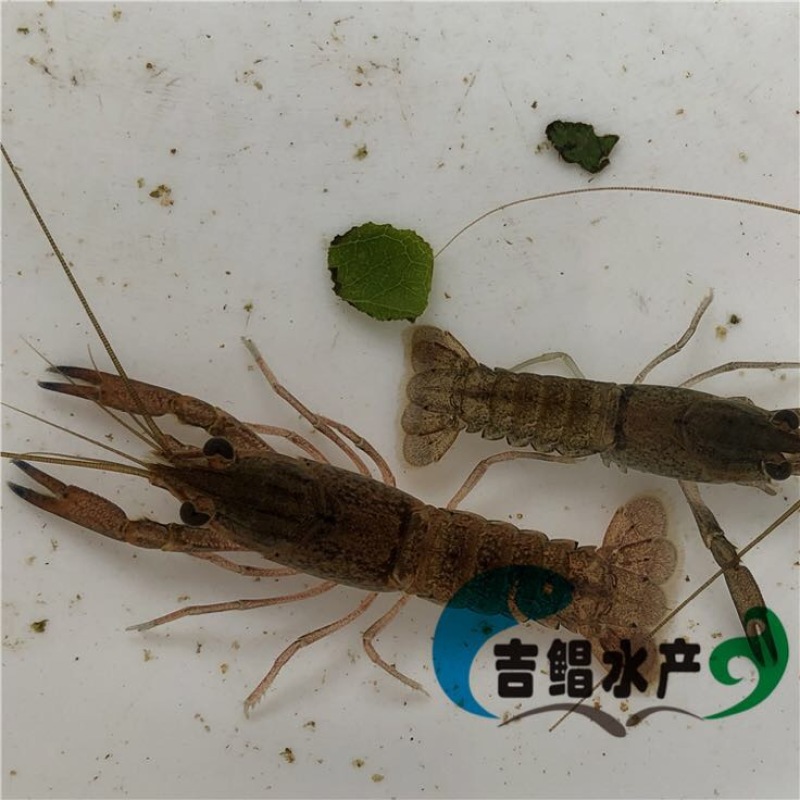 龙虾苗澳洲淡水龙虾苗