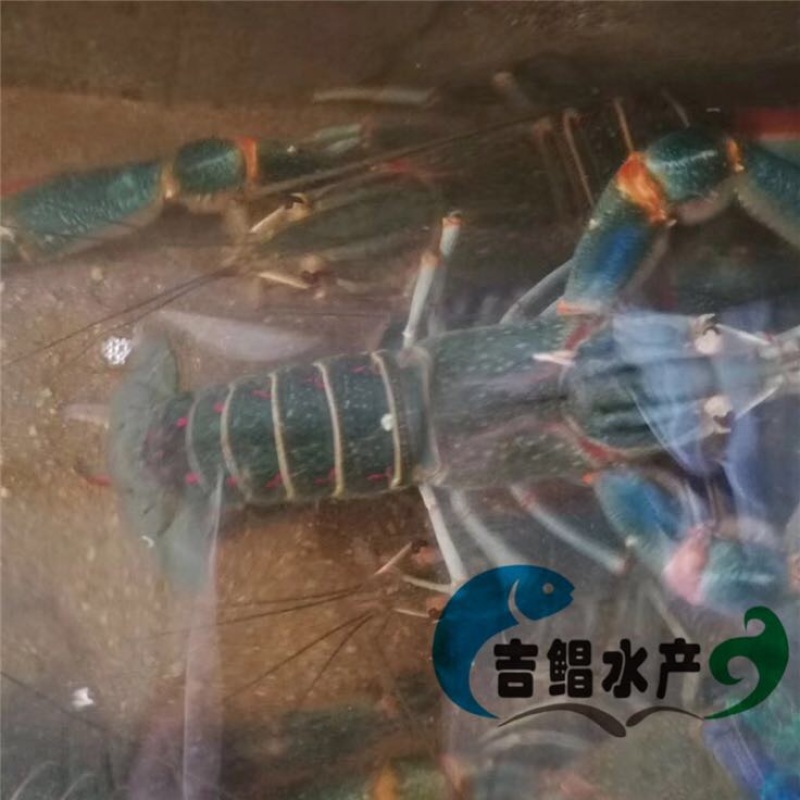 龙虾苗澳洲淡水龙虾苗