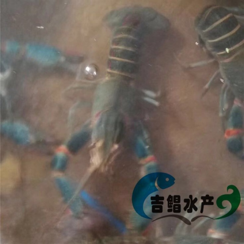 龙虾苗澳洲淡水龙虾苗