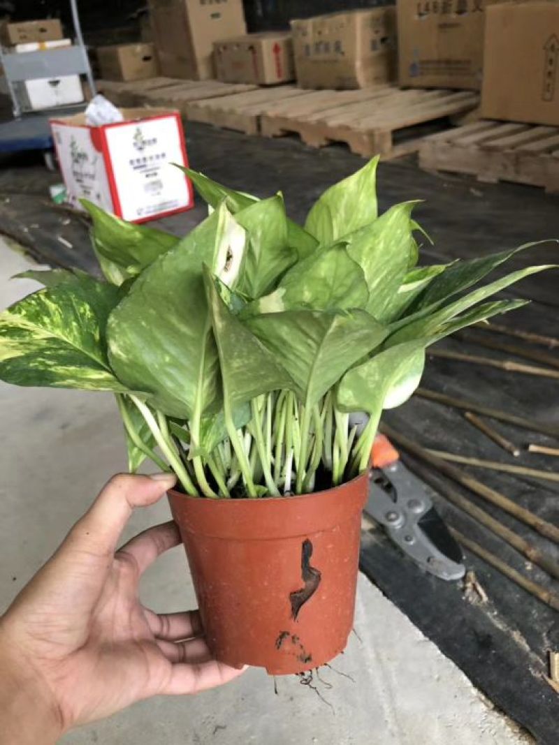 绿萝花叶绿萝