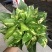 绿萝花叶绿萝