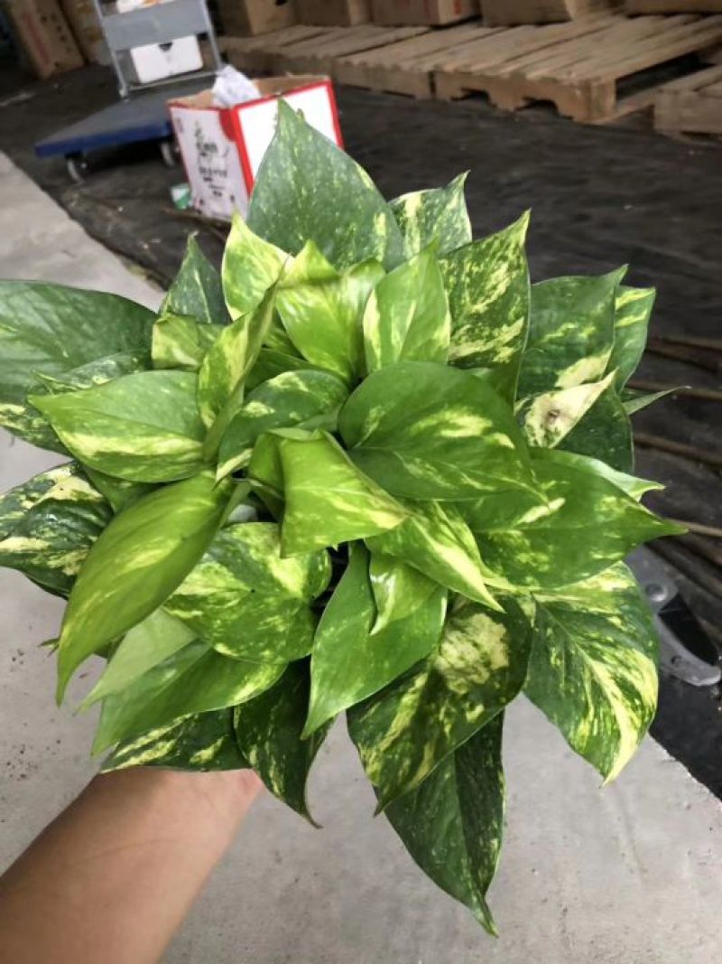 绿萝花叶绿萝