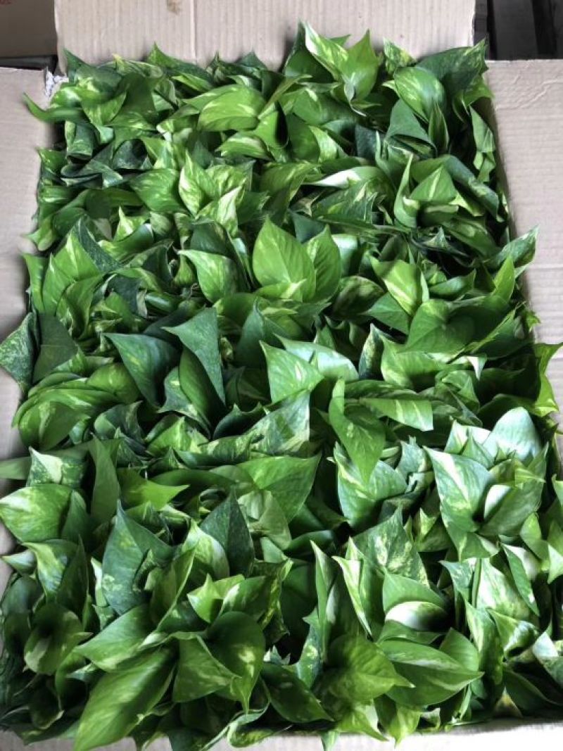 绿萝花叶绿萝
