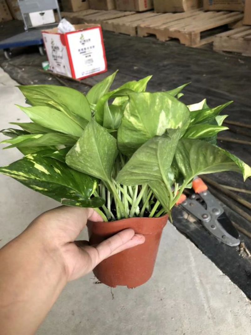 绿萝花叶绿萝