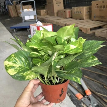 绿萝花叶绿萝