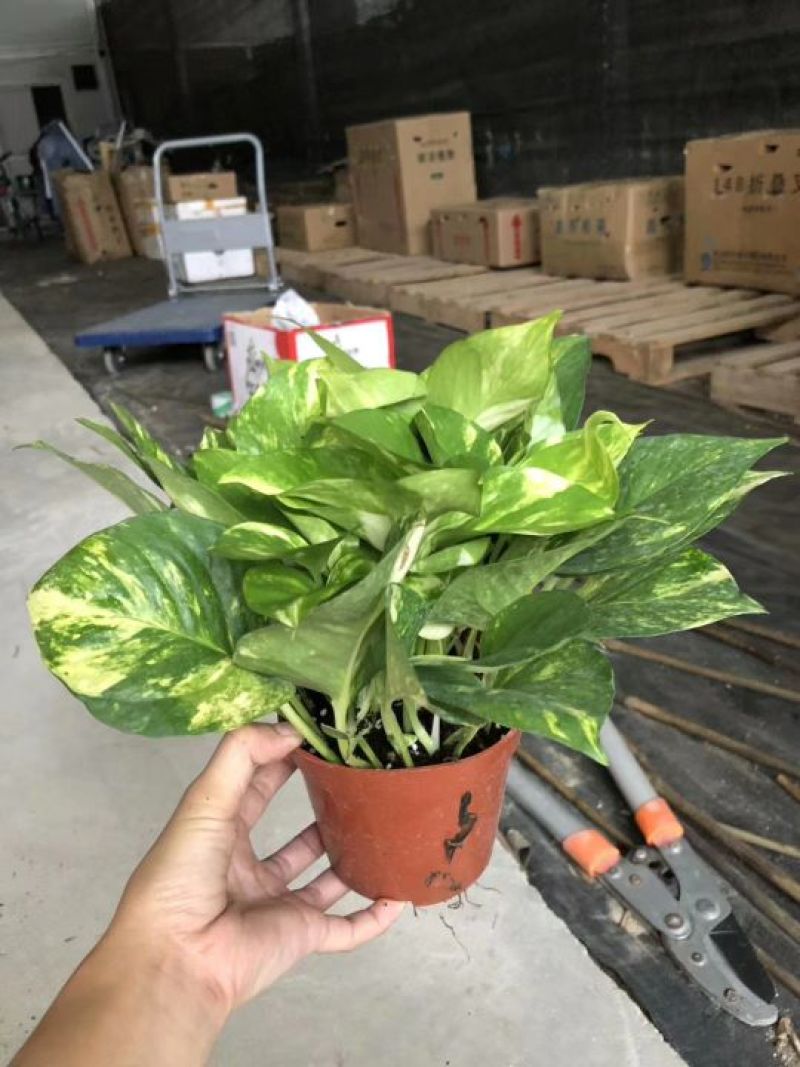 绿萝花叶绿萝