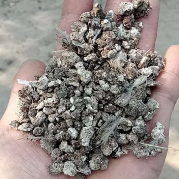 鹌鹑粪鸽子粪纯颗粒无杂质。质量好的很