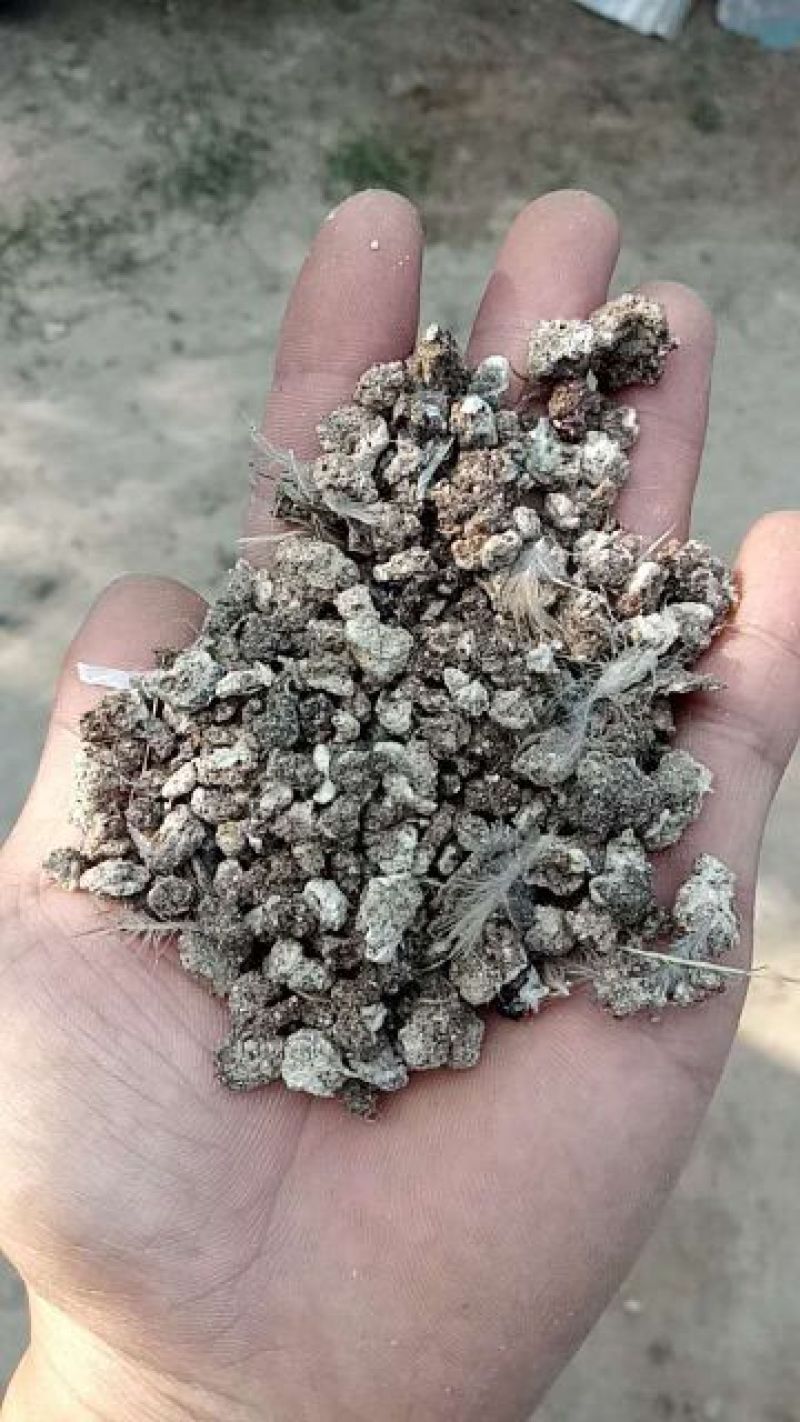 鹌鹑粪鸽子粪纯颗粒无杂质。质量好的很